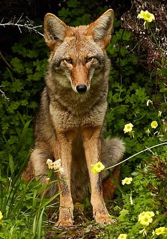 Coyote by Frank Schulenberg