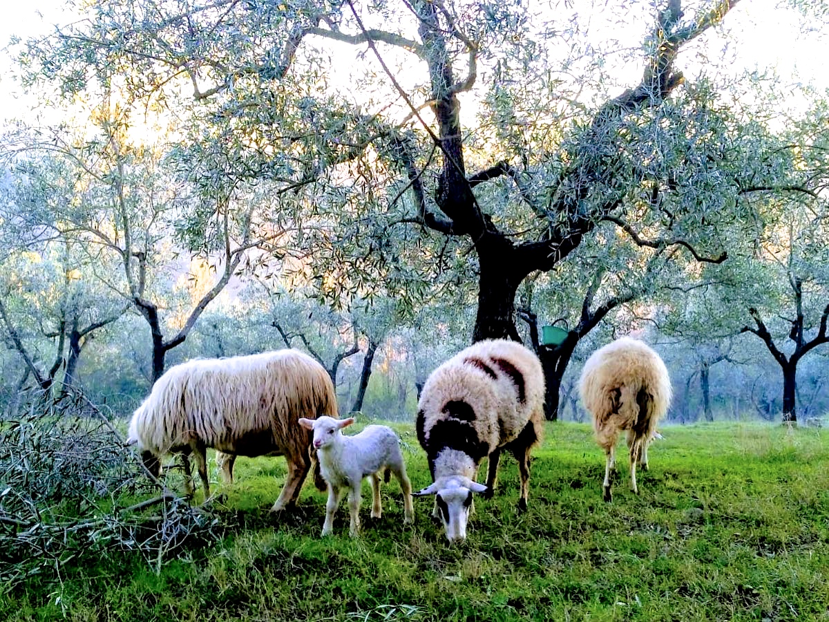Sheep in Olive grove, which Marian sees when she goes to meet a shepherd.