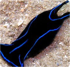 Blue_Velvet_Slug3