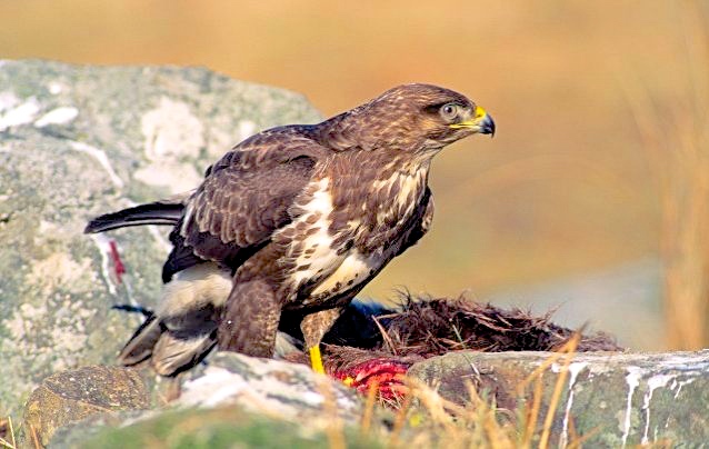 A buzzard builds a nest and draws the attention of the narrator. Note how different it is from an American buzzard.