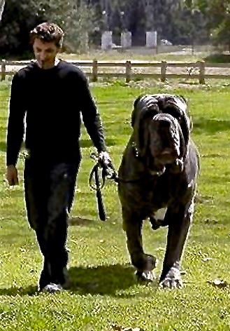 Running free at the school is a huge mastiff, which appears throughout.