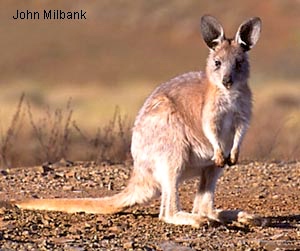 A Euro, one of several mentioned in the book, a marsupial halfway in size between a wallaby and a kangaroo.