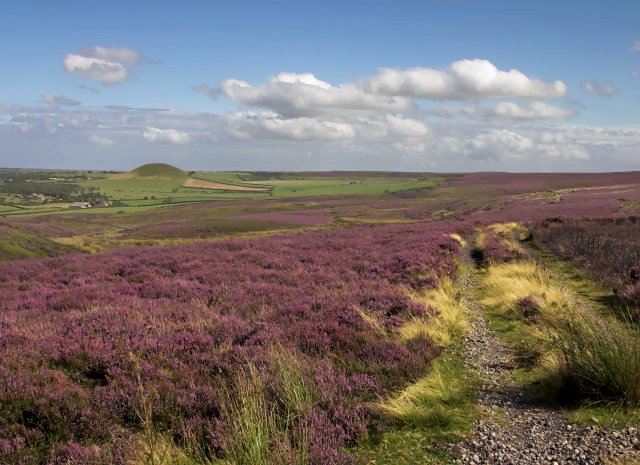 Heather in bloom on the moorland, drawing many species of butterflies for village "butterfly safaris."