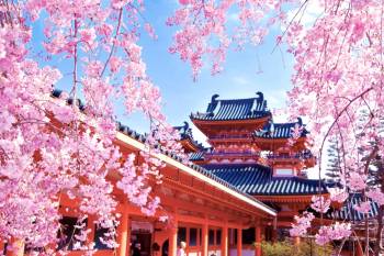 The Heian Shrine in Kyoto during the Cherry Blossom Festival. Raikichi and Sanho attend this.