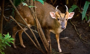 Muntjac, a kind of deer, sometimes used for food