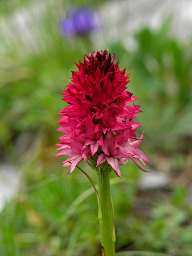 Pietro calls Nadia "Negritella," for the Negritella orchid which he thinks she resembles.