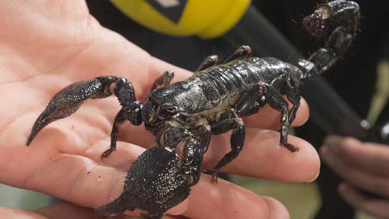 A French scorpion becomes part of an act of vengeance, "an art as difficult as the act of love."