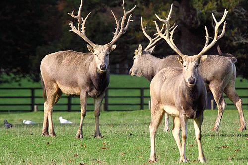 Several times the Mount Twin Deer Park is mentioned. A herd of nearly extinct Pere David's deer has been reconstituted in Chengdu.