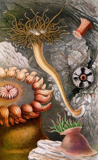 Philiop Henry Gosse may have been the model for G. M. Goff. This is one of his illustrations, "Sea Anemones and Corals."
