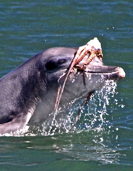 Dolphin playing with squid, perhaps readying to throw it.