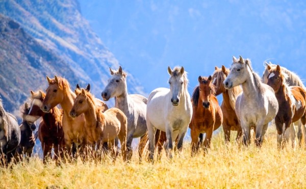 On a trip to Vancouver, Frank and the group see a herd of wild horses.