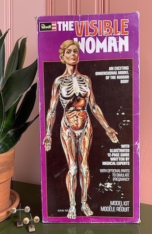 One game played by Michael and Aurora involves putting together an anatomical model of a woman.