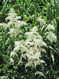 astilbe 7:1:20