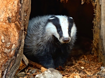 A badger in his sett, an animal which lives a communal life, featured here in several scenes.