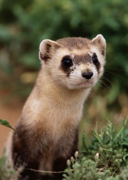 Blackfooted otter/ferret, the rarest mammal in North America.