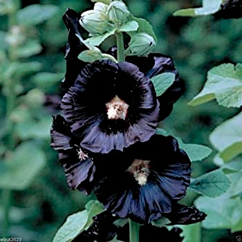 Black Prince flower.