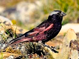 A black rosy finch, the kind a Alpine finch that Paolo sees when he arrives at the hut where he lives.