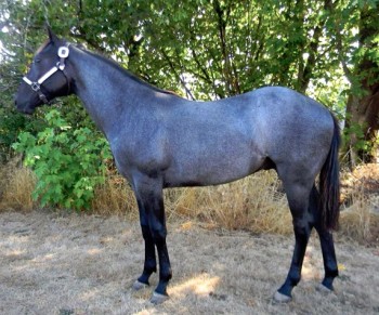 A Blue Roan horse, like the one Evelyn remembers from her childhood.