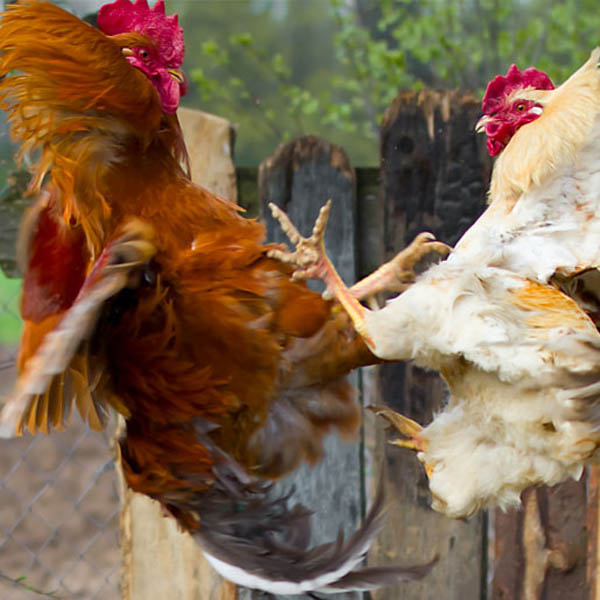 Chicken fight, an images whigh grows throughout this novel.