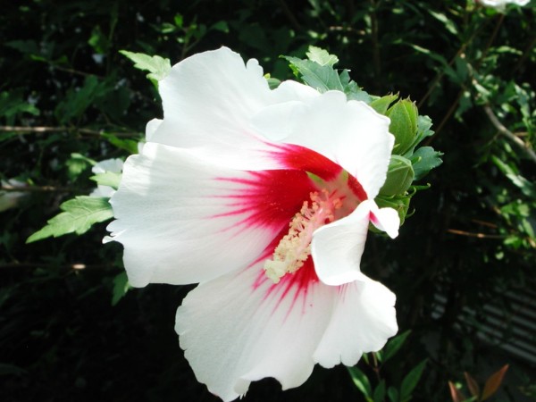 Confederate Rose, a hibiscus whick features in the final pages of the novel. 