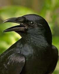 crow