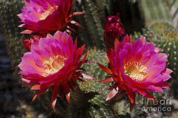 deep-pink-cactus-flowers-jim-and-emily-bush
