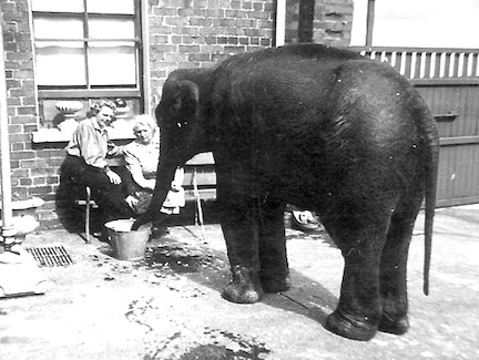 Sheila, the "real" elephant of Belfast, with her real caretaker and her mother, during difficult nights.