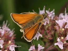 Essex Skipper butterfly, a rare sight on one of the village's "butterfly safaris."
