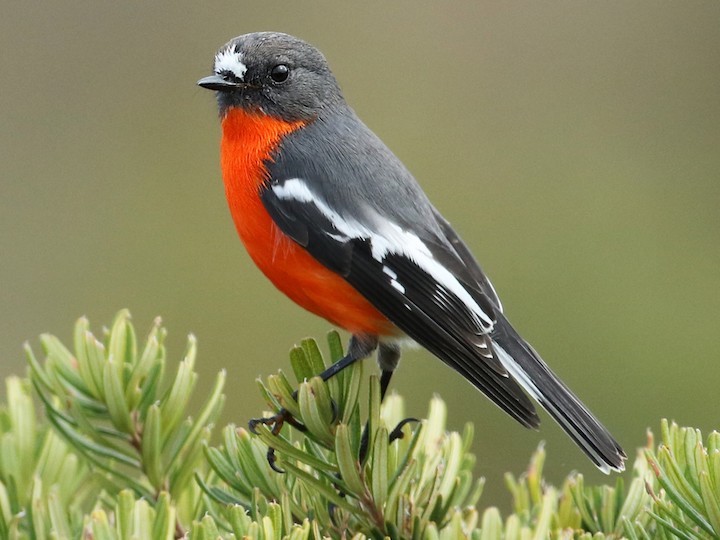 The tiny Flame Robin was visible from Abby's kitchen, a bird that is verging on being endangered.