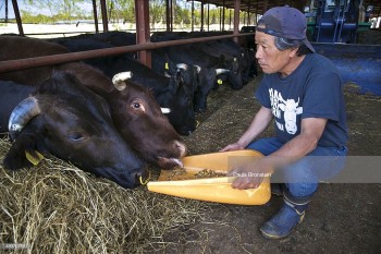 Farmer Masami-Yoshizawa feeds his cattle, much like Sendo does in this novella. Getty image by Paula Bronstein.