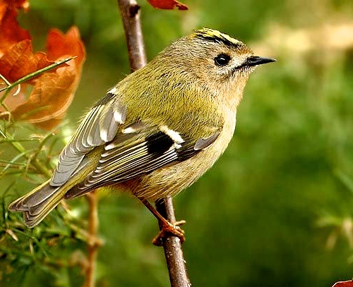 The tiny goldcrest bird is the smalled bird in Europe. Jon breaks down when Trond questions its fate.