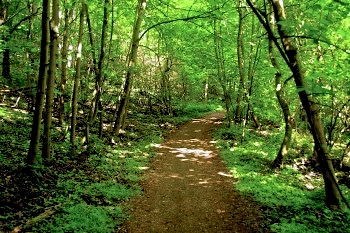 grunewald forest