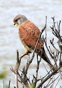 The kestrel, a small falcon often "manned" by falconers.