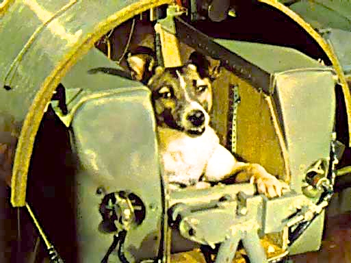 Laika, the first animal to go into space. 