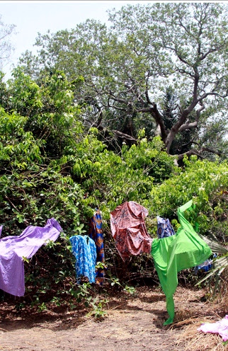 Clothes drying on trees by Eve Andersson, 2011.