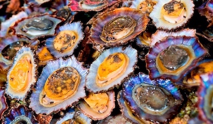 Limpets and their colorful shells.