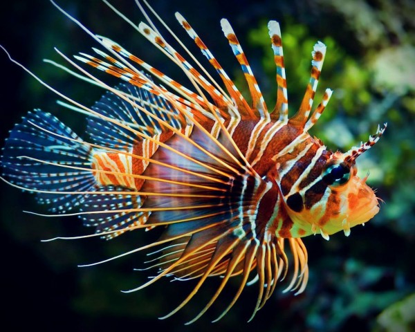 The beautiful lionfish (pterois) in the Solomon Islands was studied by G. M. Goff.