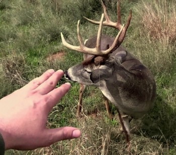 As Emmy becomes more attuned with nature, Frank challenges her to touch a wild deer. (Still photo from a YouTube video.)