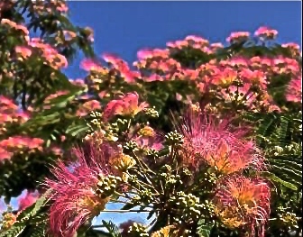Photos of mimosa blossoms on a prison bulletin board do much to heal the souls of the inmates.