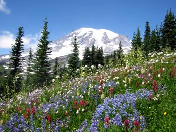 On Mt. Ranier, Fr. Dan discovers the red and blue flowers which give him a new view of the world.