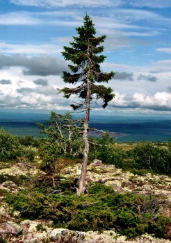 Rakel compares her love and Harry Hole's to the root system of the oldest tree in the world, Ols Tjikko, in Sweden. Photo by Pal Magnus Tommervold.