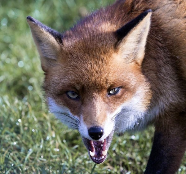 Rabid fox, rampant during parts of this novel.