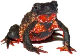 redbellied toad