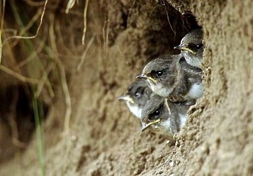 Baby sand martins, whose ability to endanger erosion is questionable