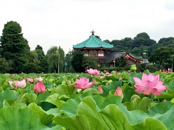Shinobazu Pond, Ueno Park, where the final scene of the novel takes place.