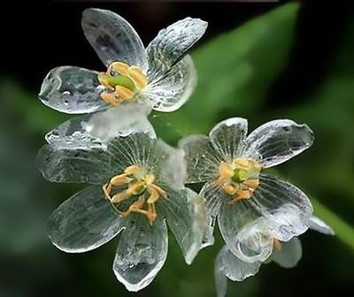 Skeleton flower, which Sarah sees on a balcony immediately after the murder. Its white blossoms become transparent in rain.