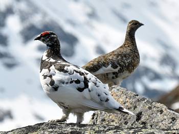 A snow grouse, or ptarmigan, was responsible for an emergency for Thomas.