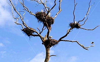 Stork nests are about five feet in diameter and six feet deep. The seemingly little stork at the end of the bottom branch (rt) is 45 inches long from beak to tail and has a wing span of over seven feet.
