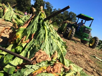 An exhausting tobacco harvest.