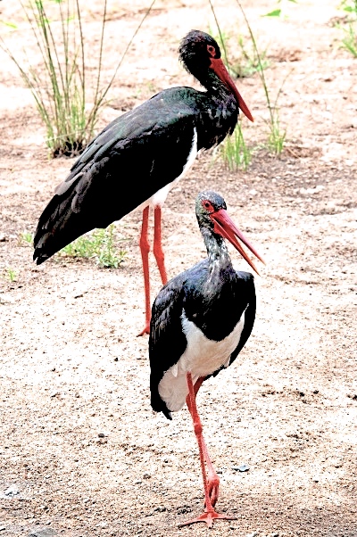 Two black storks, a little smaller than white storks. Their beaks and legs turn red when they reach maturity.